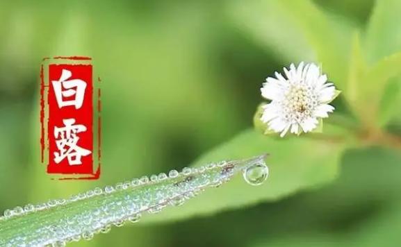 白露節氣的含義是什么？白露要吃什么