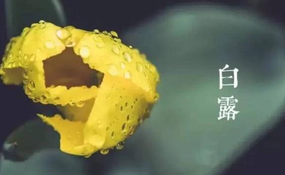 白露節氣如何養生？白露節氣養生吃什么