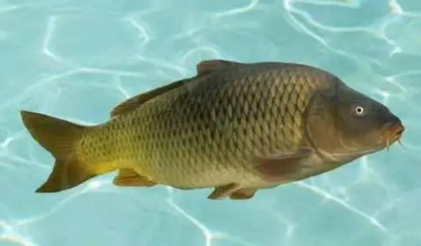 黃河鯉魚主要吃什么(鯉魚食性雜，吃食粗，凡能吃的都吃)