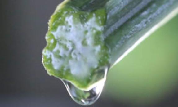 絲瓜水怎么提取？絲瓜水使用方法