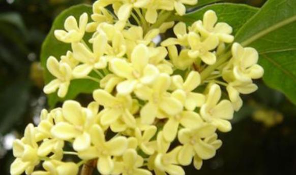 桂花是哪個市的市花?桂花可以泡酒嗎