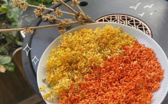 鮮桂花怎么處理成干桂花？桂花采摘和保存方法