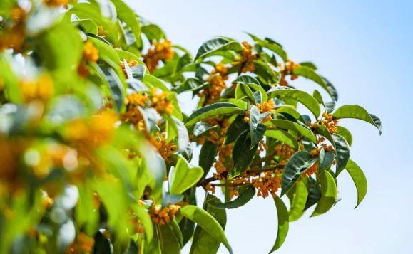 桂花的花期是什么時候呢？桂花的生長環境是怎么樣的