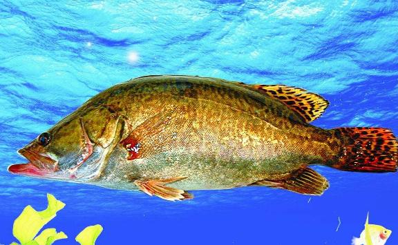 桂花魚是海魚還是淡水魚？桂魚和桂花魚一樣嗎