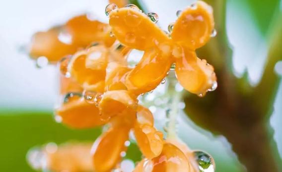 桂花的別稱你知道有幾種？桂花之鄉在哪里
