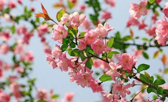 海棠花什么時候開？海棠花生長在什么環境里呢?