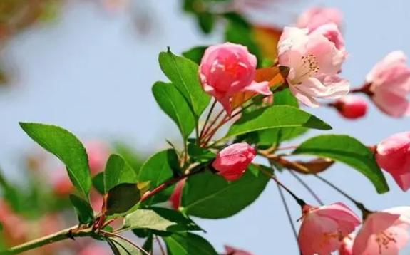 海棠花的種類都有什么？海棠花冬天為什么葉子掉光
