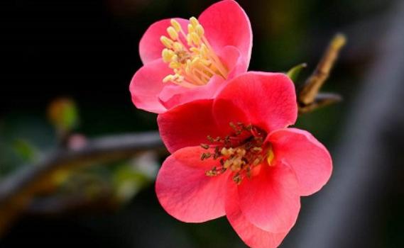 海棠花一般幾年才能開花？海棠花應該怎么澆水