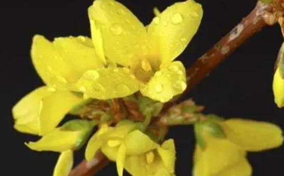 如何水培與養護迎春花？迎春花怎么施肥