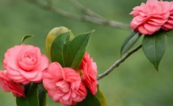 山茶花的花期是什么時候呢？山茶花有什么顏色的呢
