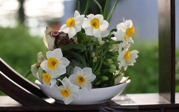 水仙花寓意是什么？水仙花要每天澆水換水嗎