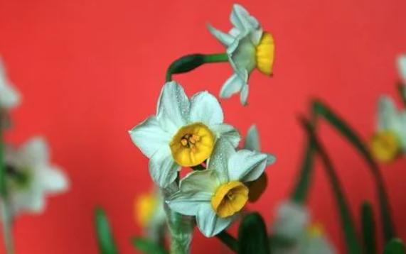 什么水仙花是紅色的？水仙花適合放在哪里