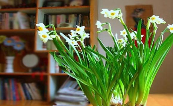 水仙花可以土培嗎？水仙花葉子黃是啥原因