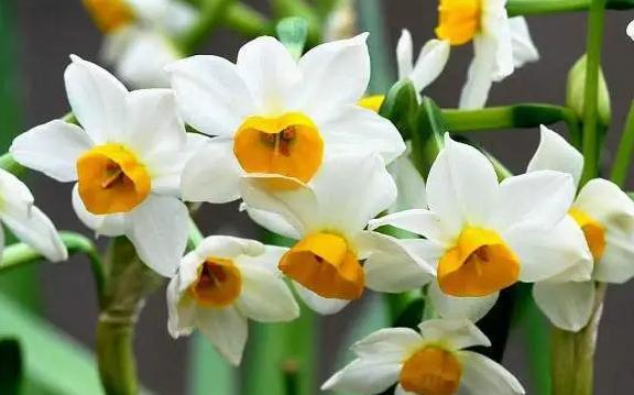 水仙花是什么？怎么辨別水仙花和蘭花