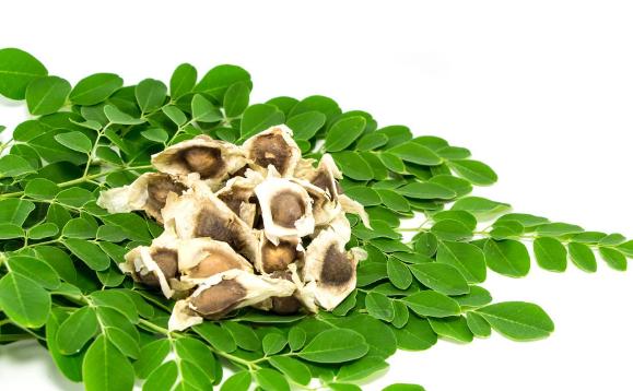 辣木的作用及食用方法有什么？辣木的生長環境是怎么樣