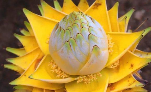 霸王花的生長環境怎么樣呢？霸王花主要分布在哪里呢