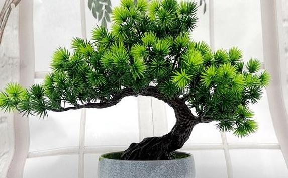 羅漢松放家里什么地方最好？羅漢松有幾個品種