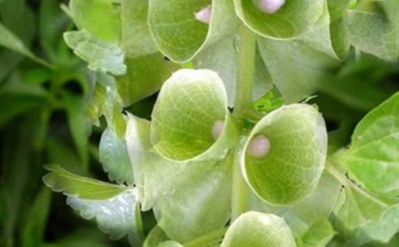 貝殼花的花語是什么呢？貝殼花應該怎么種植呢