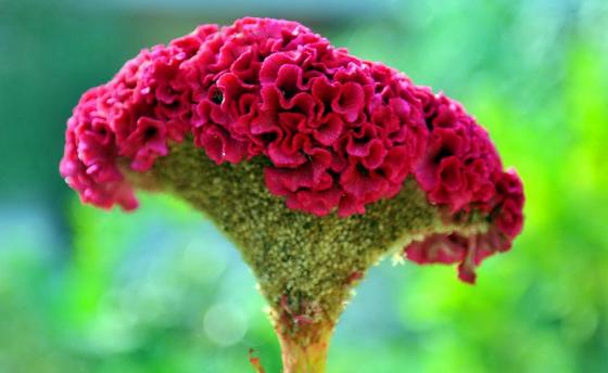 雞冠花是什么？雞冠花的品種分類