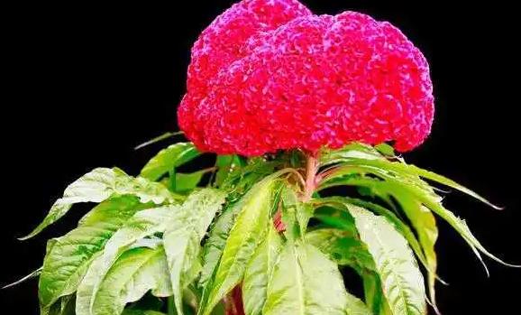 雞冠花是什么顏色的？雞冠花夏天怎么養