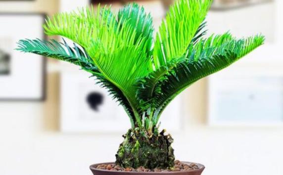 蘇鐵屬于哪類植物？蘇鐵能開花嗎