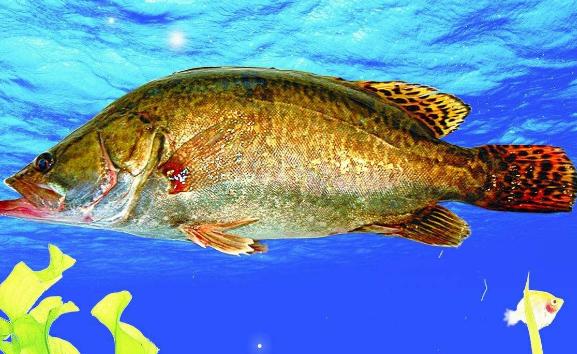 桂花魚是淡水魚還是海水魚？桂花魚的價格是多少