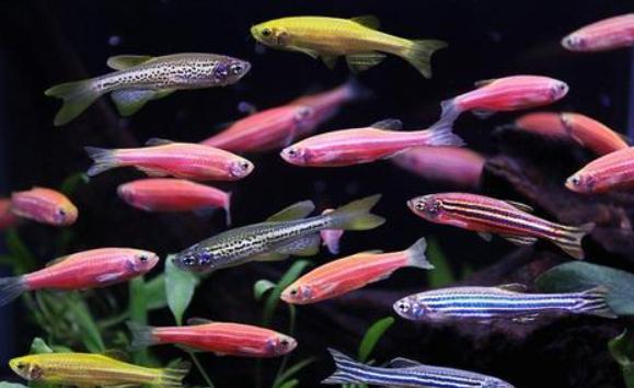 斑馬魚能和什么魚在一起混養？斑馬魚飼養方法