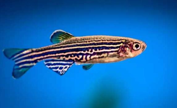 斑馬魚有多少種？斑馬魚怎么繁殖