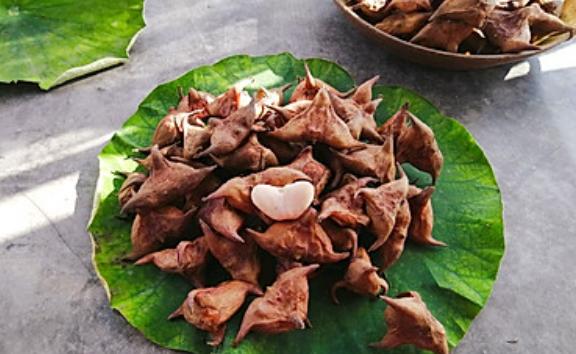 選購菱角有哪2種方法？菱角怎么煮