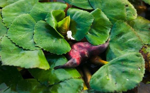 怎么判斷菱角熟了沒？菱角的食用處理方法